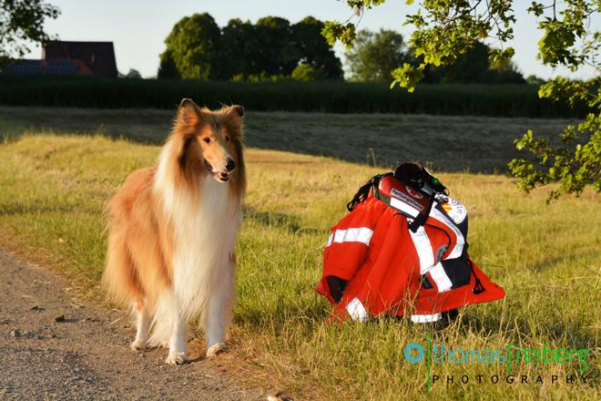 Foto: Ein DRK-Rettungshund blickt wach und konzentriert in die Kamera.